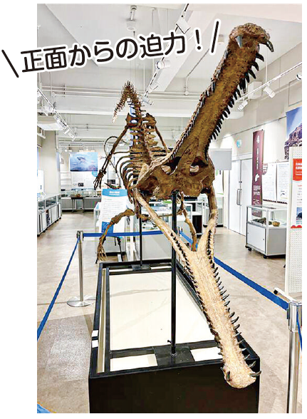 テルミノナリス正面