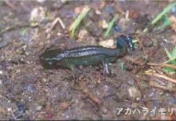 アカハライモリ