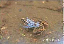 トノサマガエル