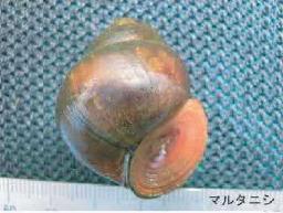 マルタニシ