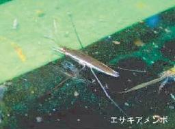 エサキアメンボ