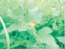 ギンイチモンジセセリ