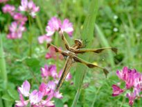 蓮華が咲く草むらの葉に黄と茶色が交じり合ったトンボが羽を広げとまっている写真