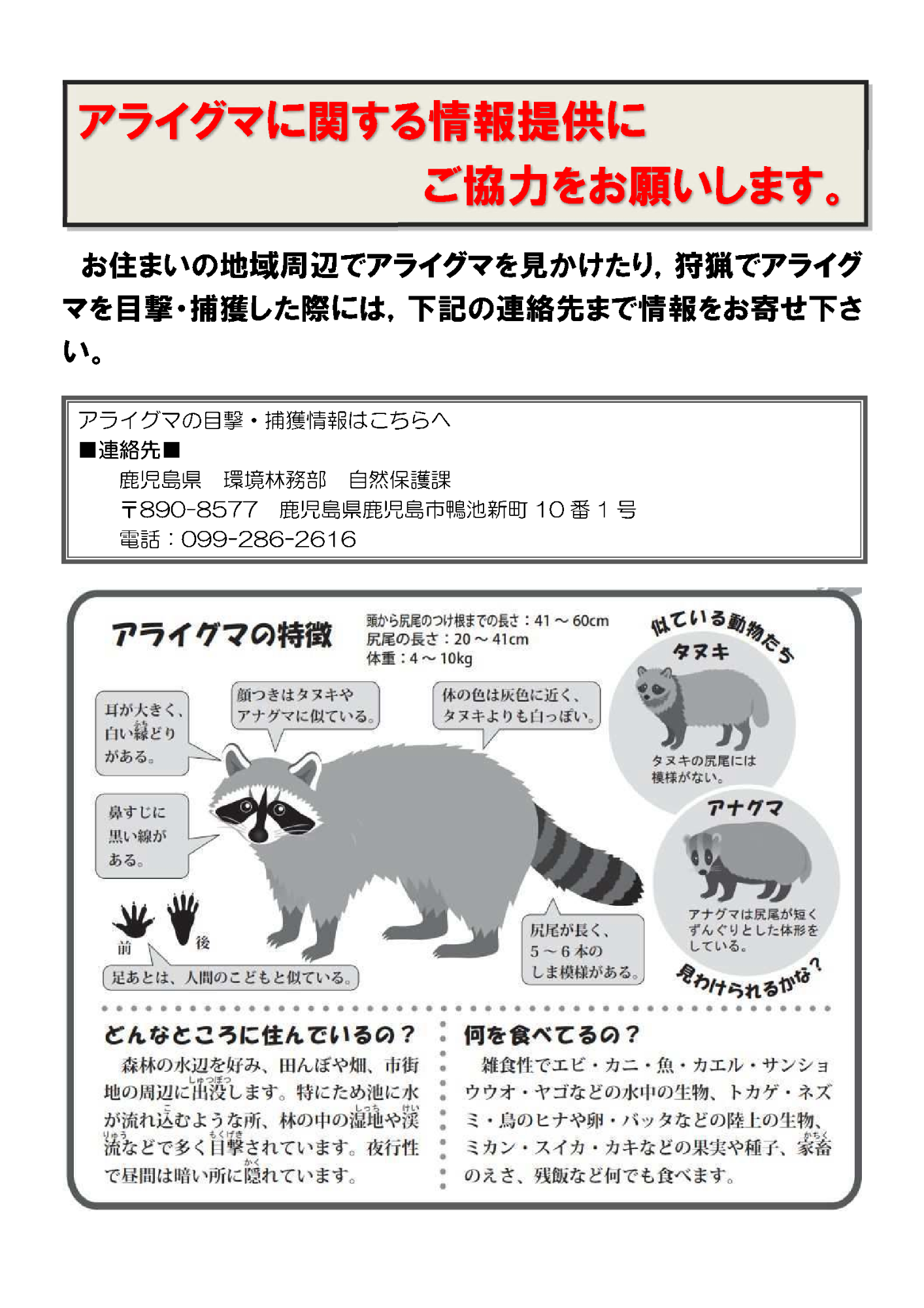 アライグマチラシ1