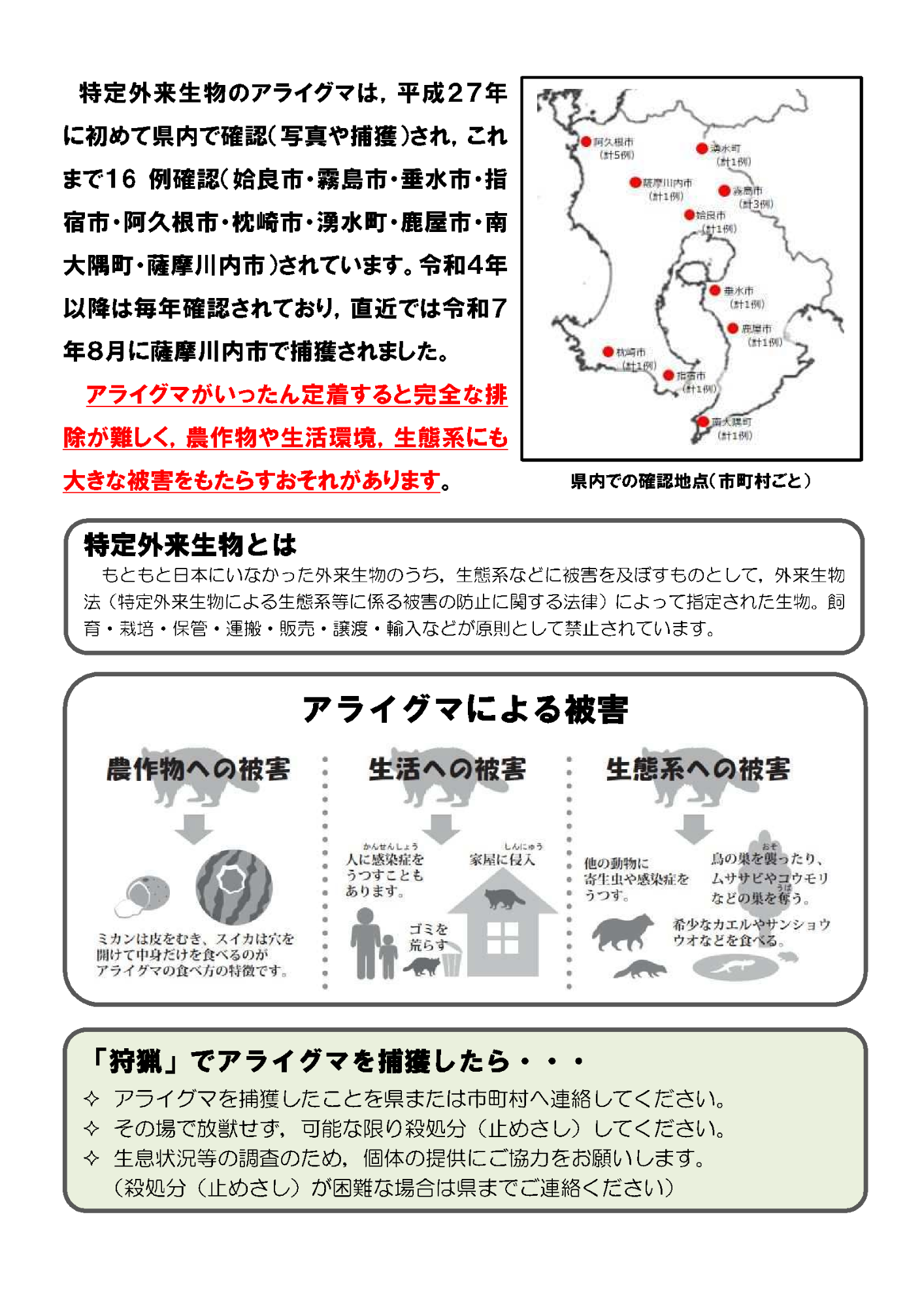 アライグマチラシ2