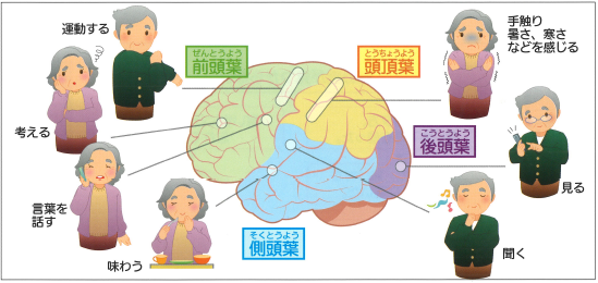 脳の中の働きを示したイラスト 詳細は以下