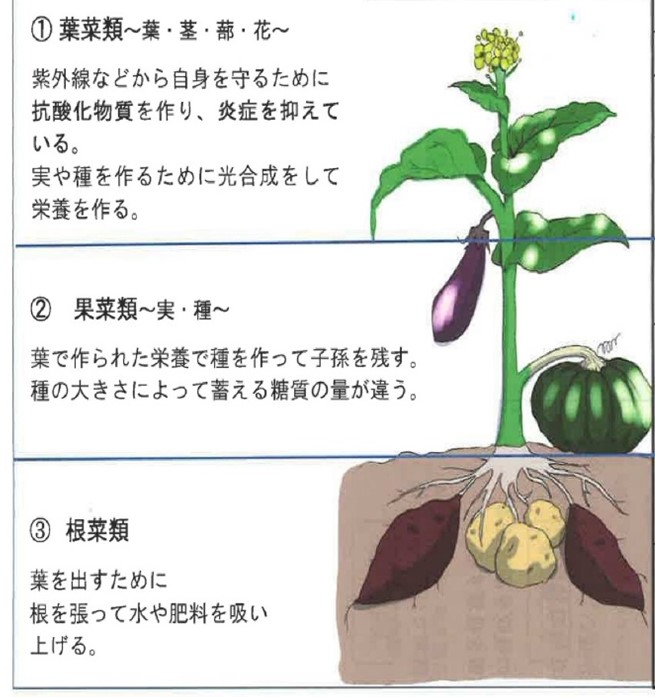 野菜の種類をできる場所で分類する写真