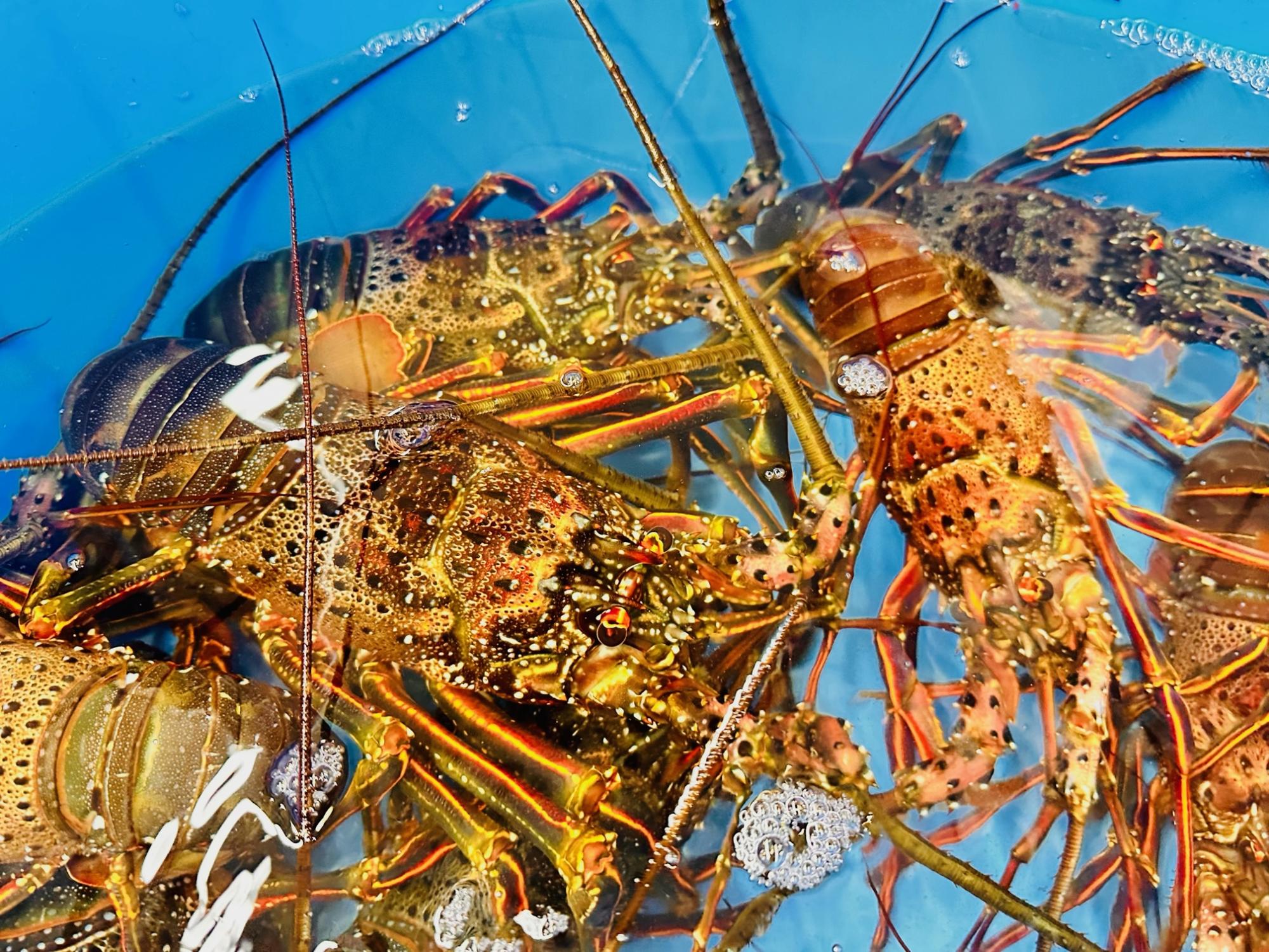 伊勢海老の画像