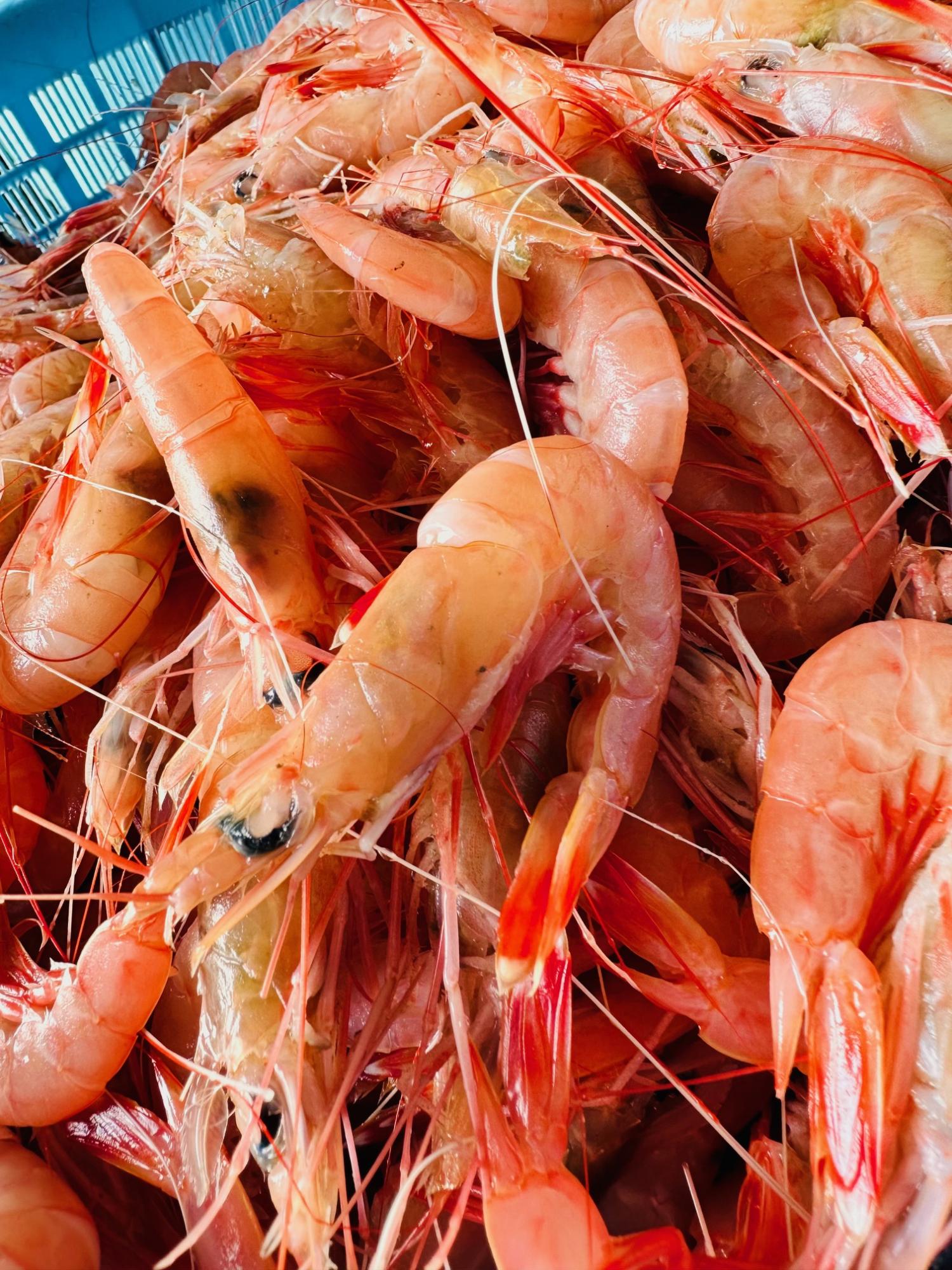 タカエビの写真