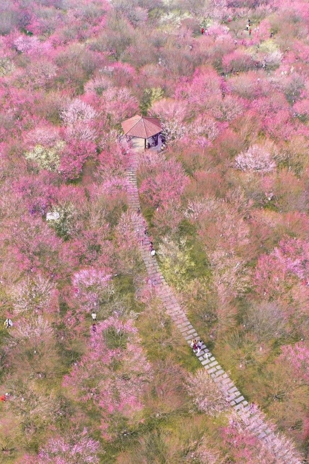 梅
