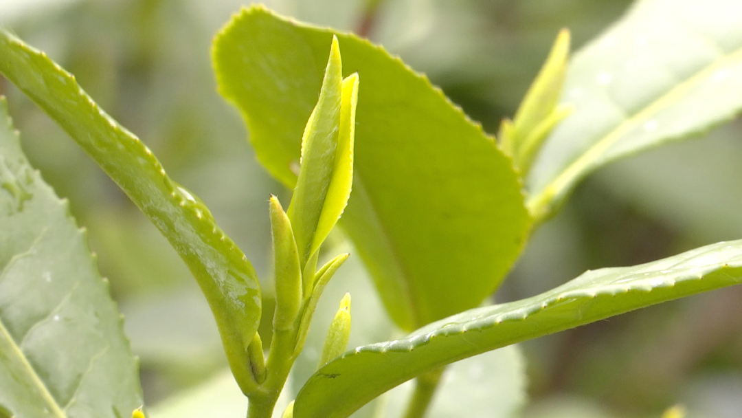 茶1