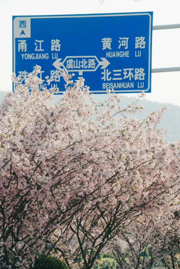 ハナカイドウ