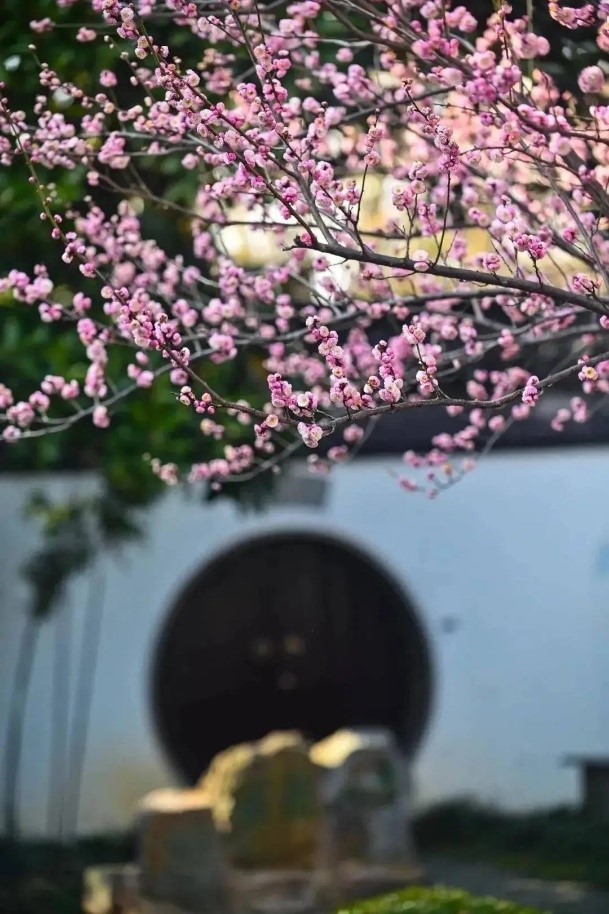 梅