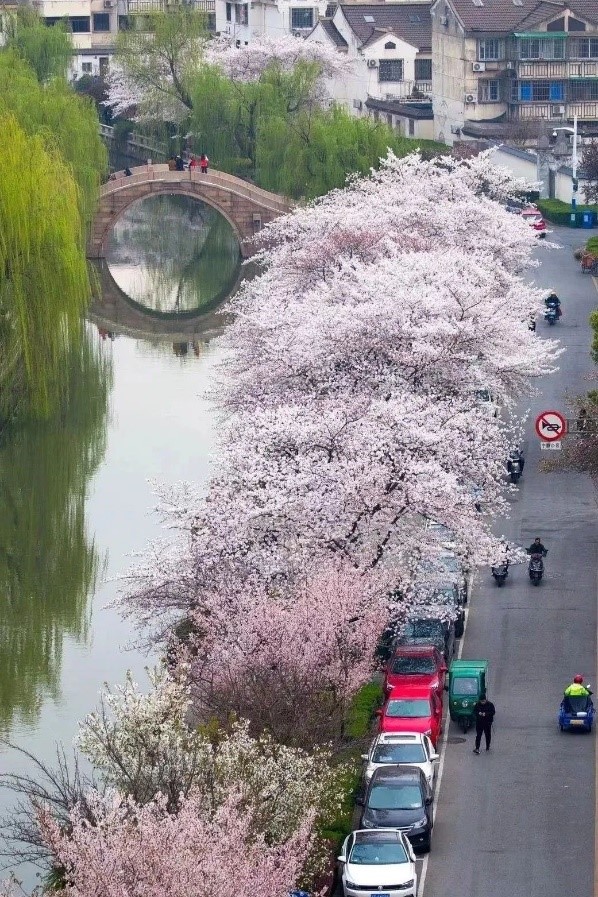桜
