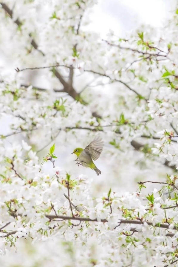 桜
