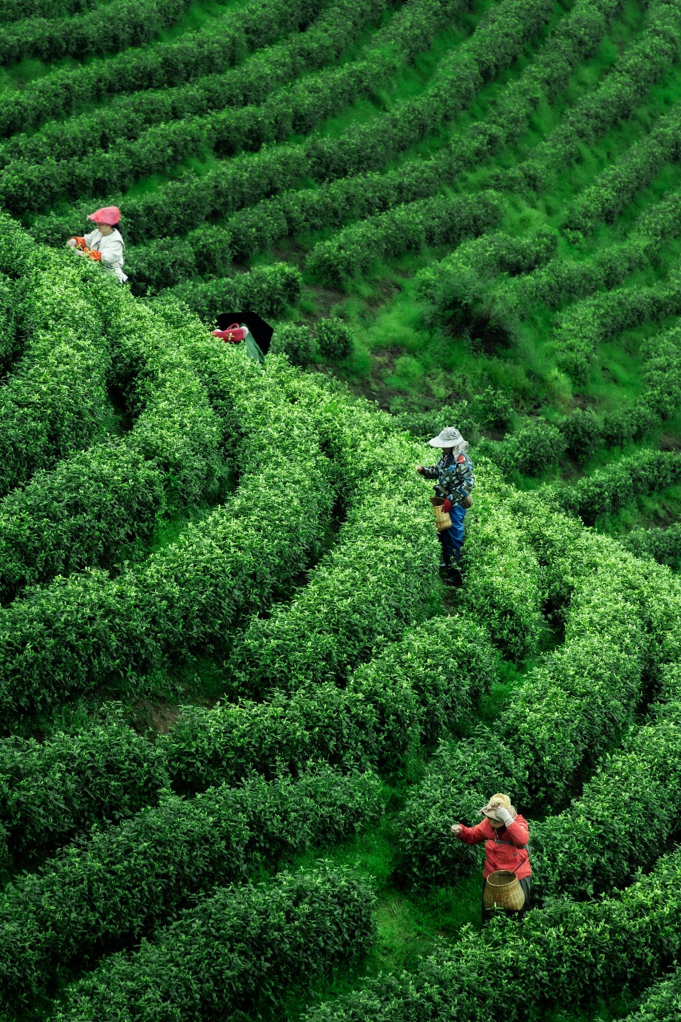 茶園