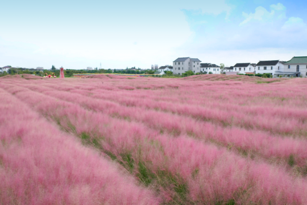 海虞平巷里の花畑