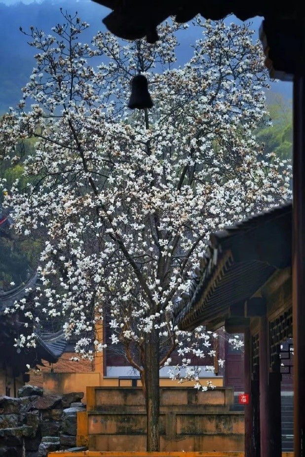 モクレン