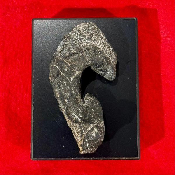 発見された方形骨