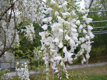 藤本滝公園の満開の藤棚