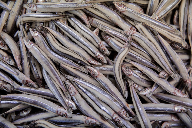 甑島で獲れる鮮度抜群の高品質な魚は島の特産品である