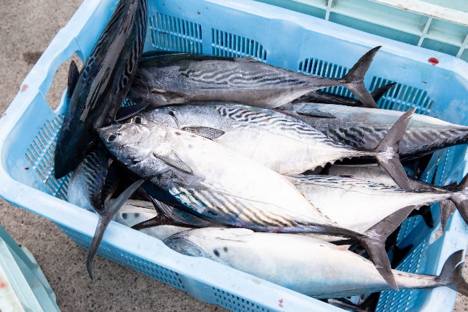 甑島で獲れる鮮度抜群の高品質な魚は島の特産品である