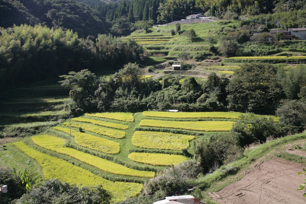 木々に囲まれた棚田の写真