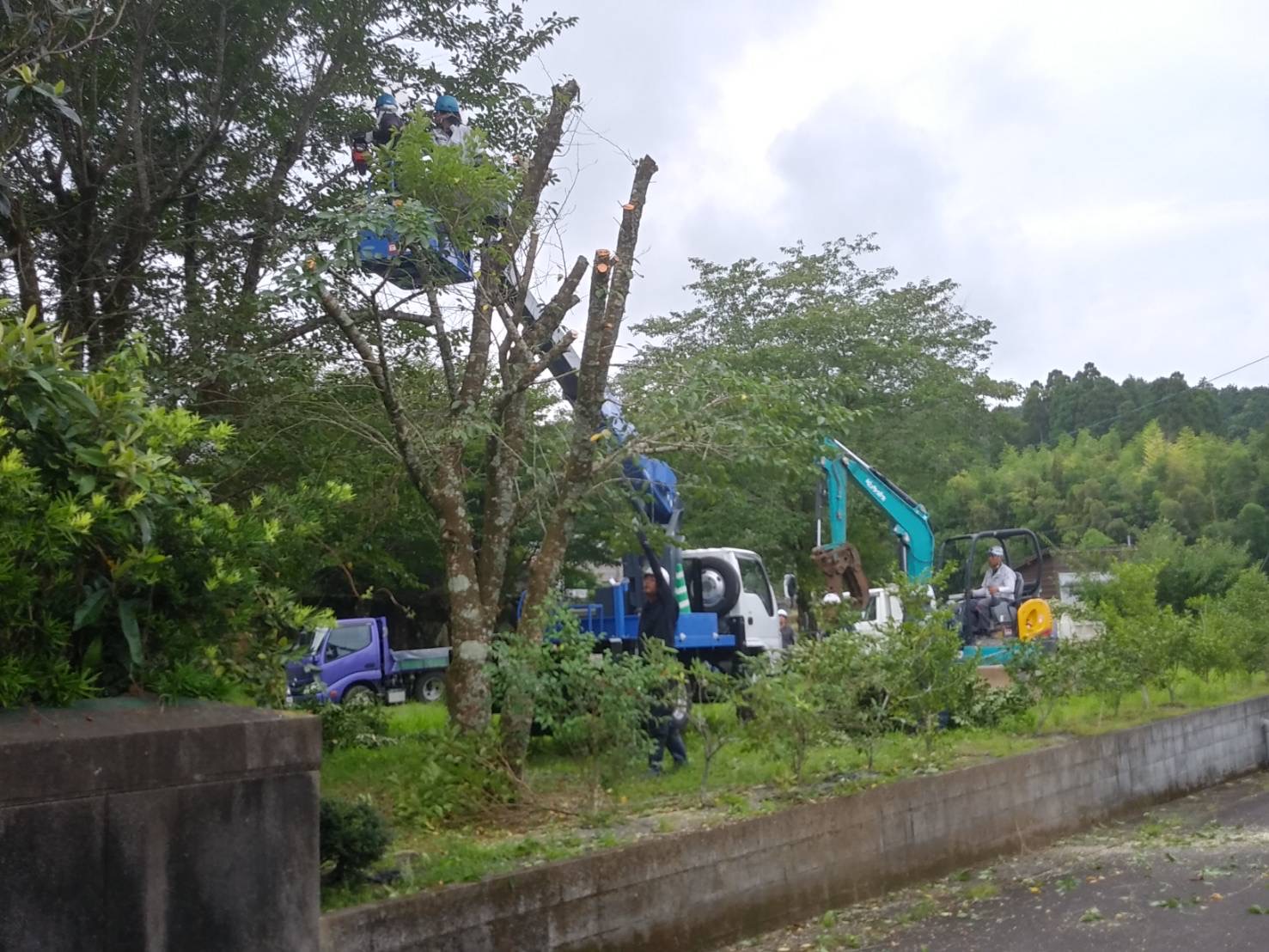 水戸自治会(八重地区)の広場にて、高所作業車に乗って木の枝葉の伐採をしている様子。地面には指示を出す男性と、切った枝葉を集めてトラックに乗せるためにショベルカーに乗って待機する男性と、トラックが2台写っている写真。