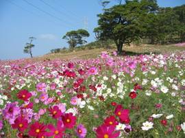 青空の下、赤、白、紫の三色の花が広がる花畑と、花畑のところどころに緑が生い茂った木が生えている写真。