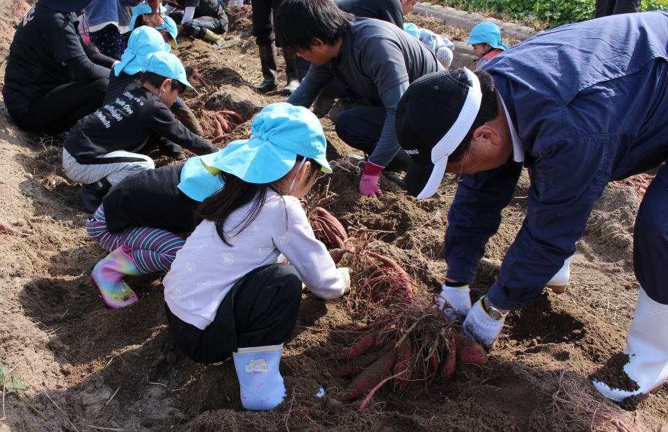 子どもたちと市長がいもほりをする様子