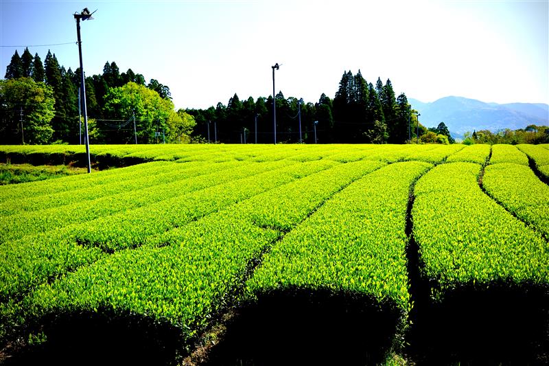 お茶畑