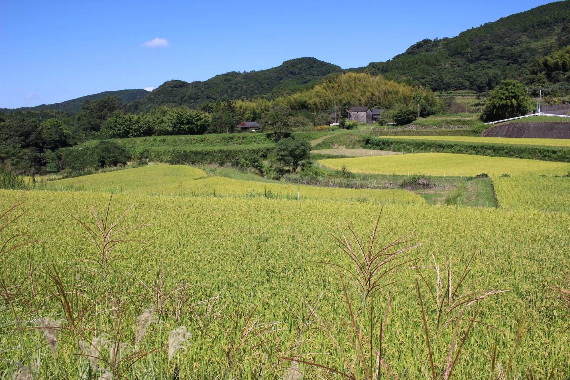 藤本の田園風景の様子