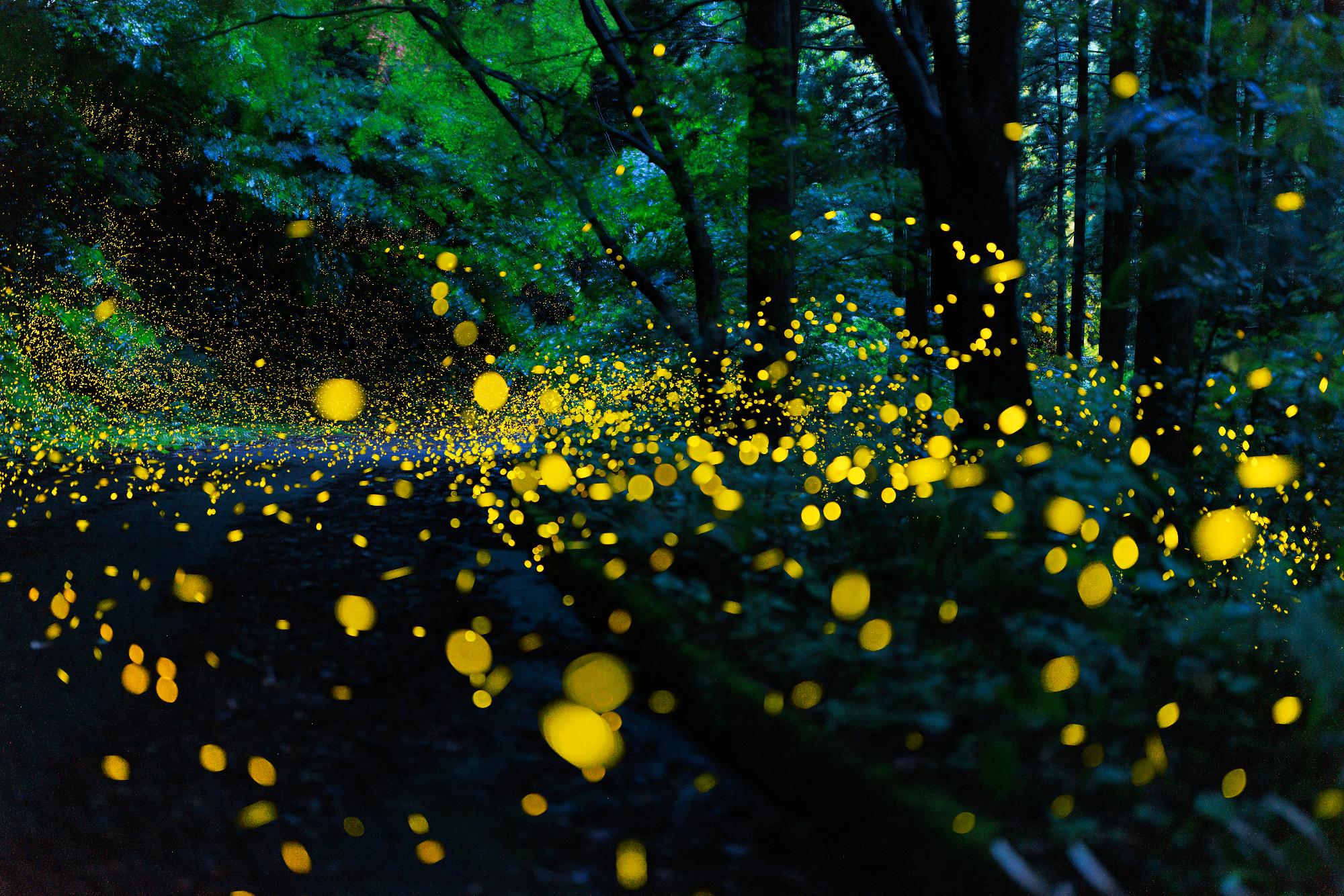 ヒメボタル乱舞の様子