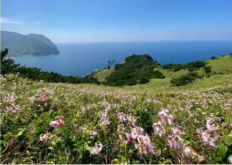 みっちり草原の写真