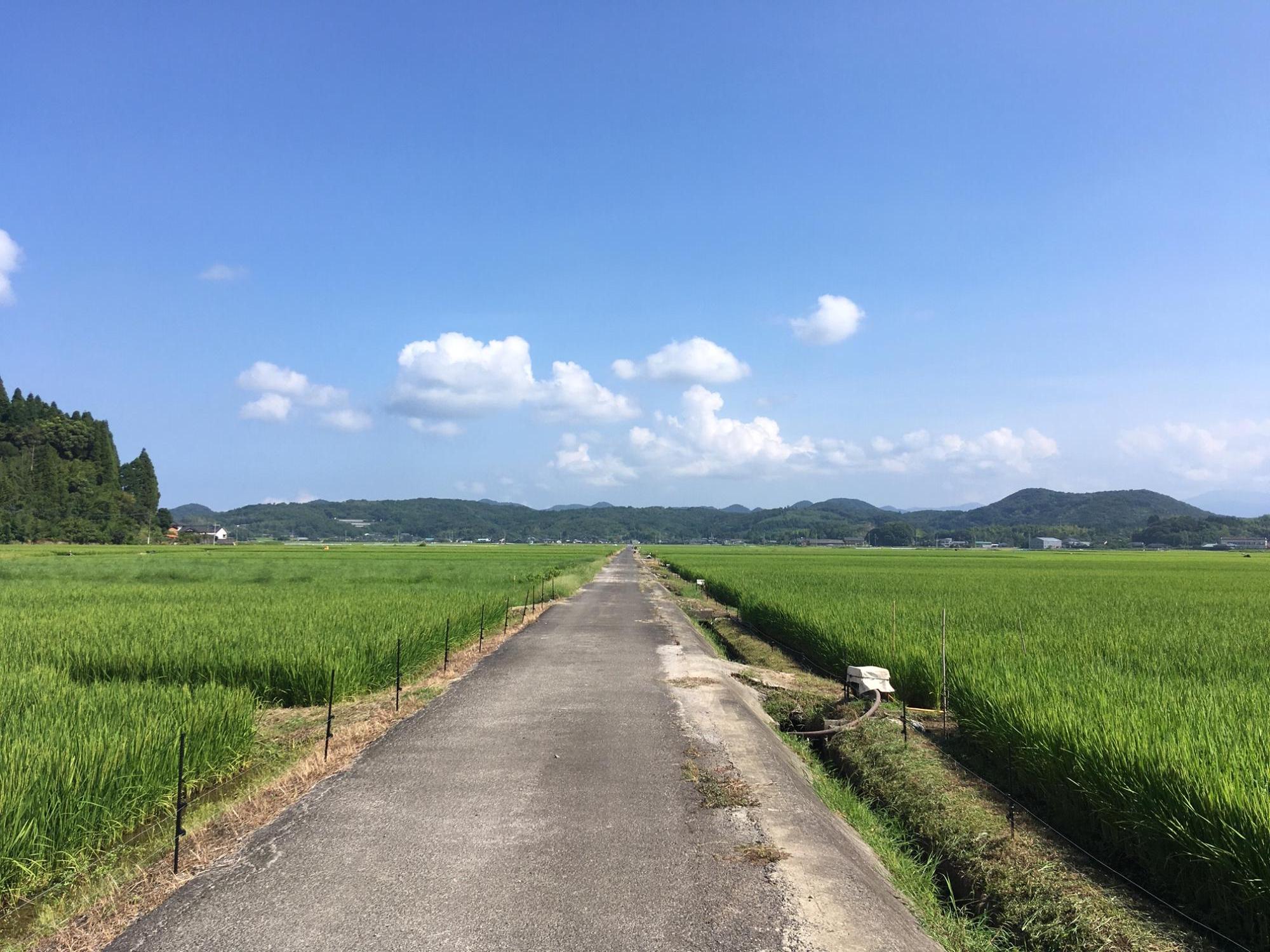 水田の様子