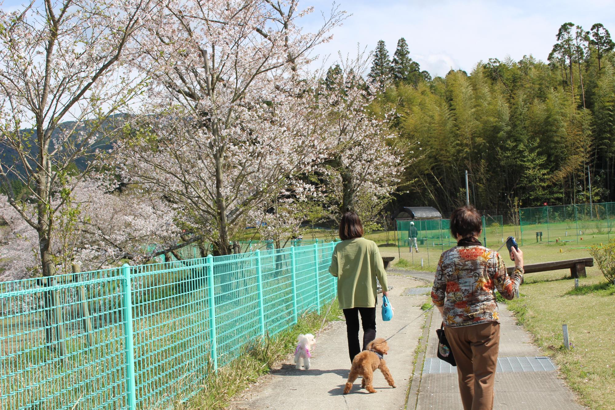 犬と散歩をしている様子