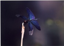 まっすぐに伸びた細い枝の先に青紫の羽を広げた蝶がとまっている写真