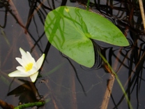 中心が黄色で白く細長い花びらの花とハート型の葉が並んで水に浮いている写真
