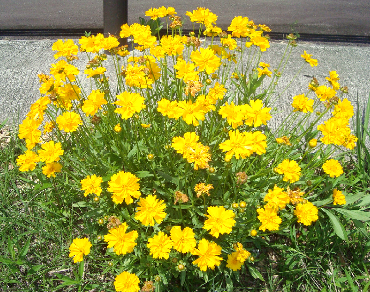 タンポポのような黄色い花びらのオオキンケイギクが沢山の花を咲かせ大きなまとまりになっている様子の写真