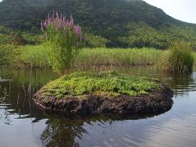山をバックに湿原が広がり水の中に藻が繁殖した浮島が浮かんでいる写真