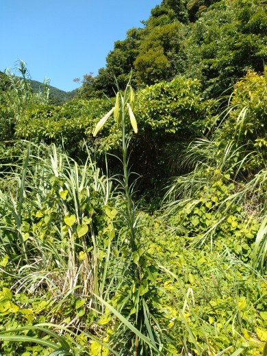 咲く直前のシンテッポウユリの花