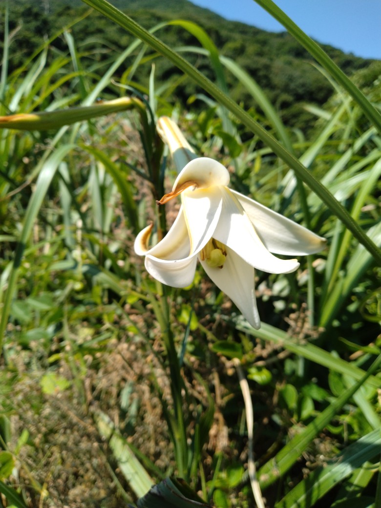 シンテッポウユリの写真