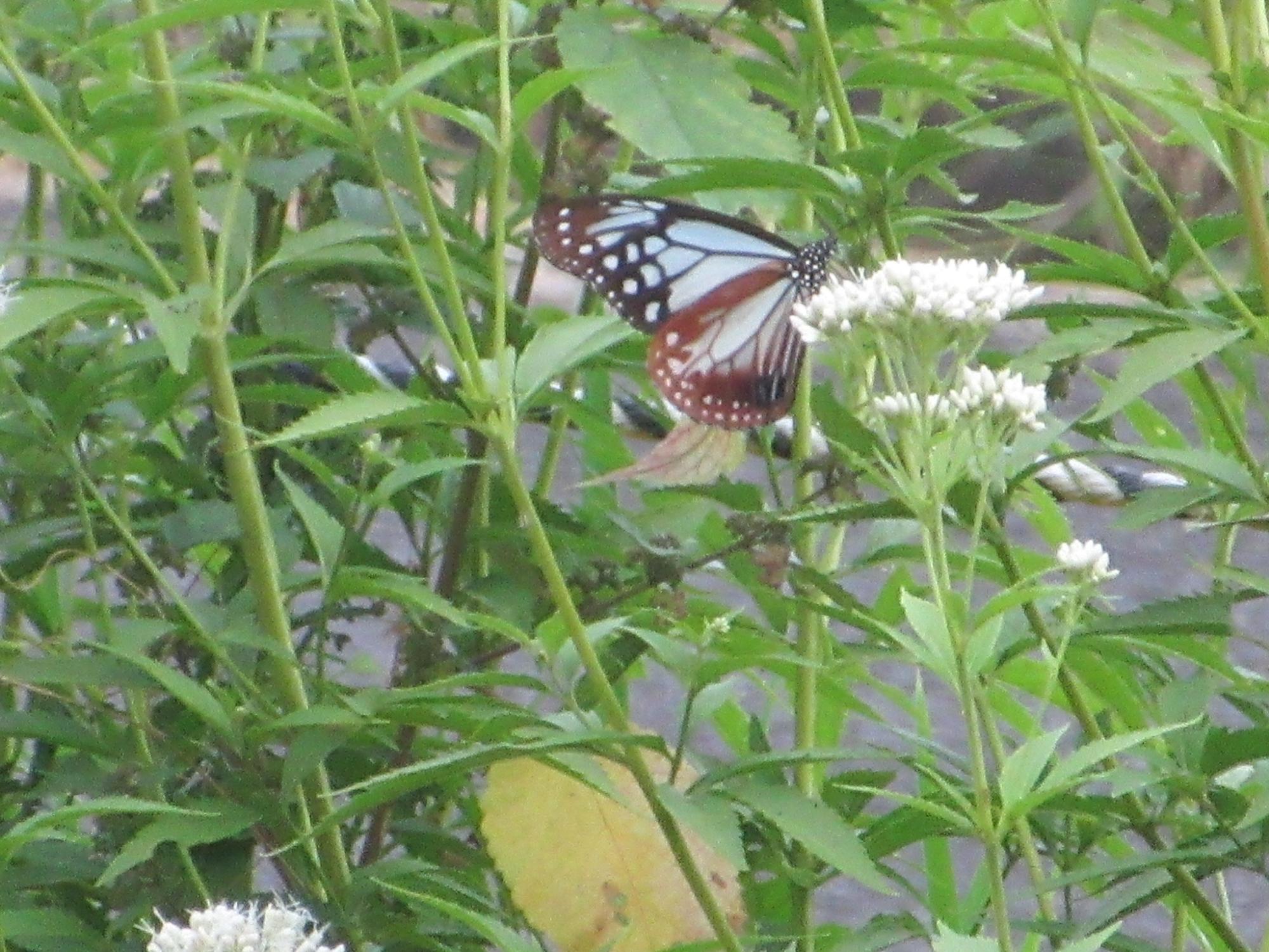 アサギマダラの写真