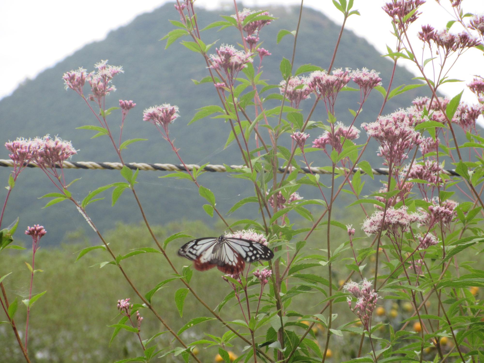 アサギマダラの写真