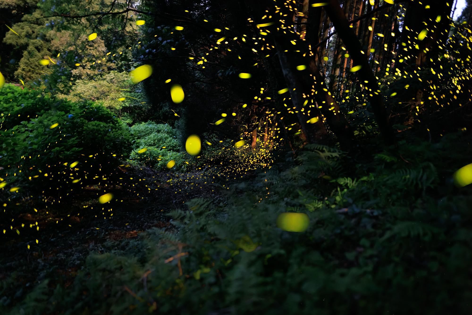 ヒメボタル写真1