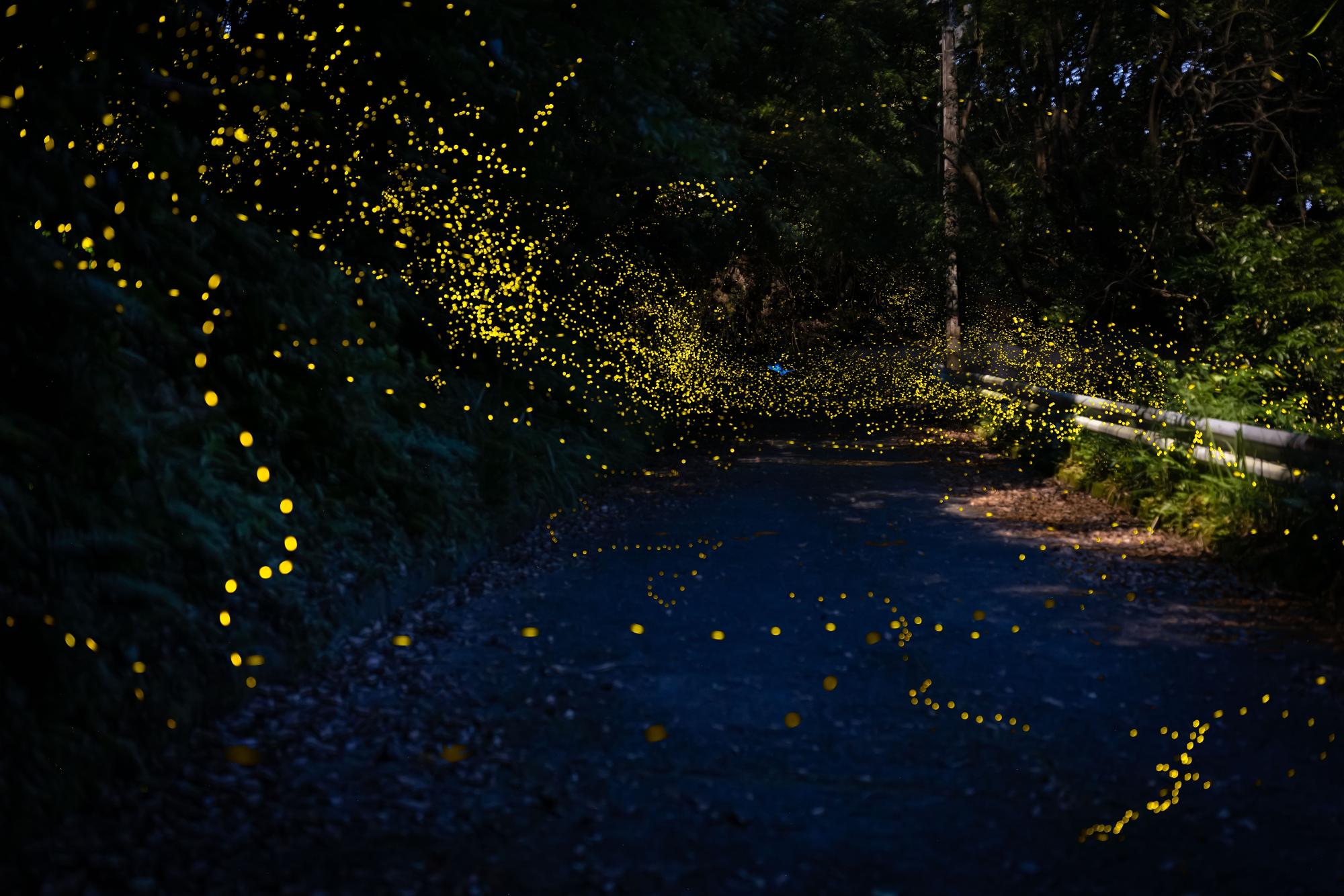 ヒメボタル写真2