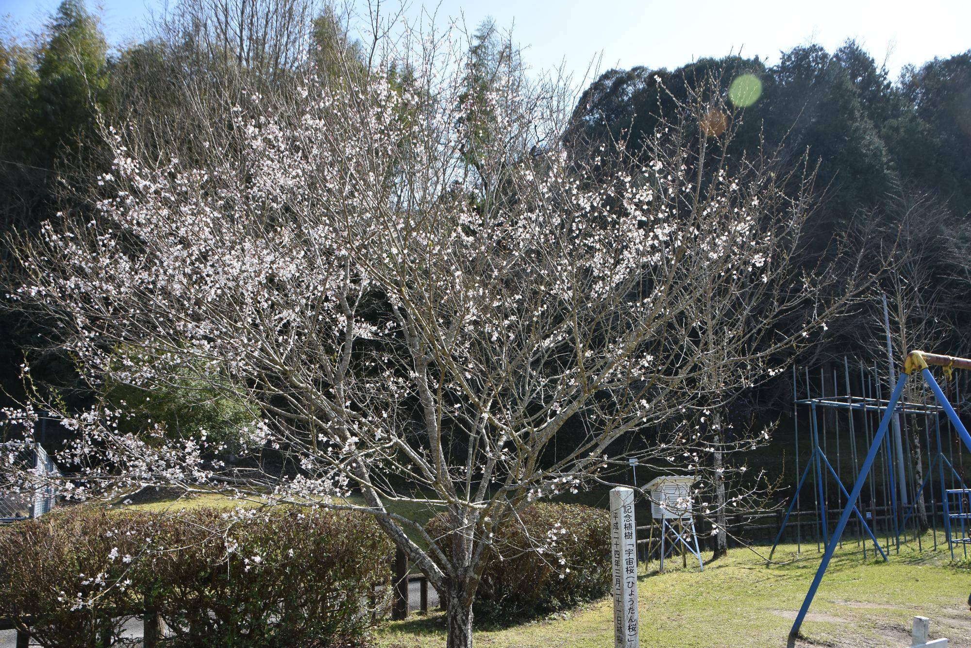 令和6年の宇宙桜