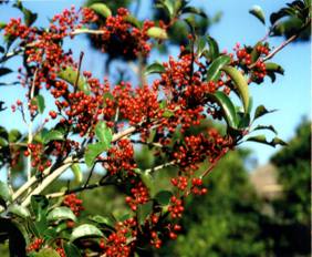 枝いっぱいに小さな赤い実をつけているクロガネモチの写真