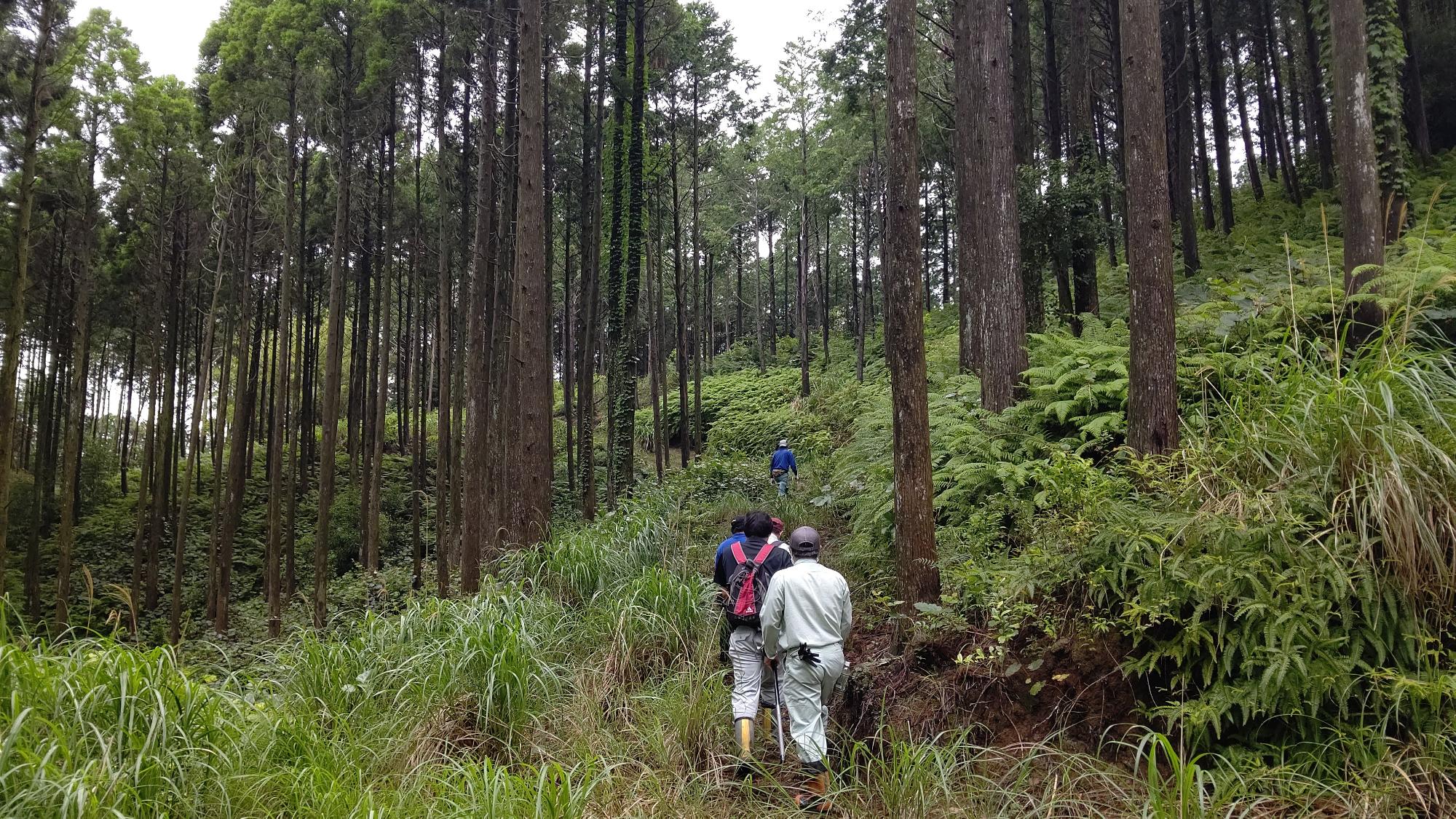 山の中で、木々に囲まれた小道を歩く数名の人々の写真