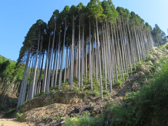 真っすぐ伸びた白い幹のてっぺんに緑の葉が茂っている木々が何本も立ち並んでいる写真